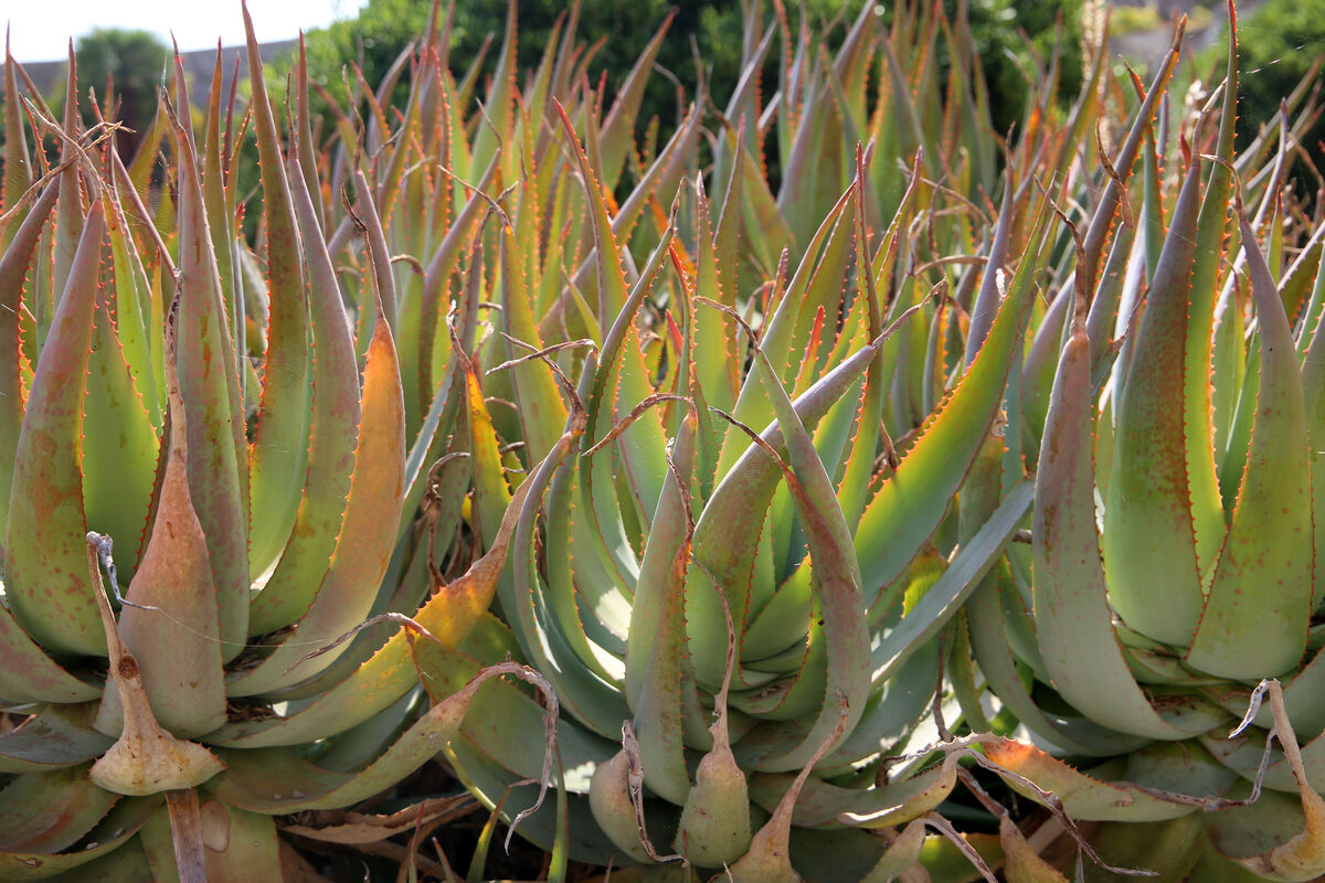 Drip / Xeriscape