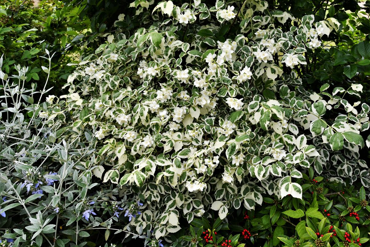 Ornamental Shrubs