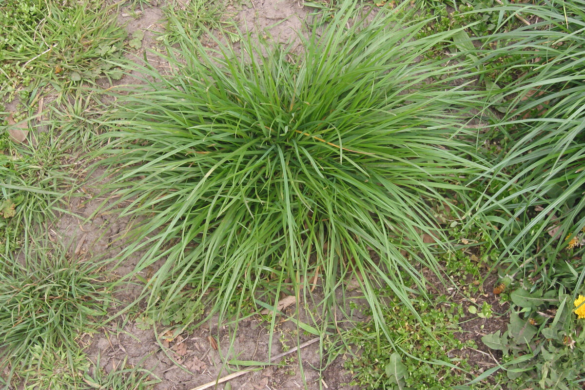 Perennial Ryegrass
