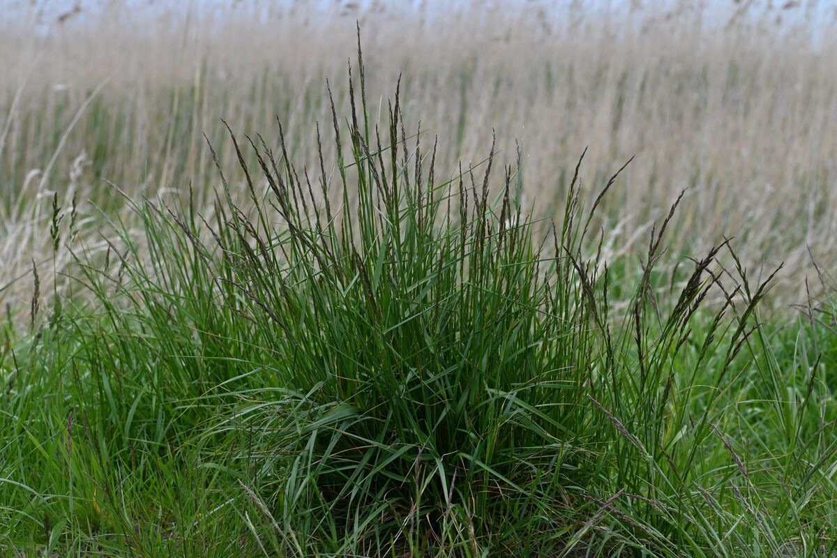 Tall Fescue