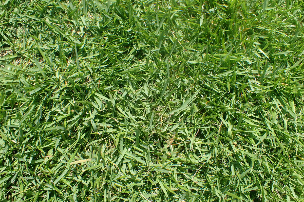 Zoysia